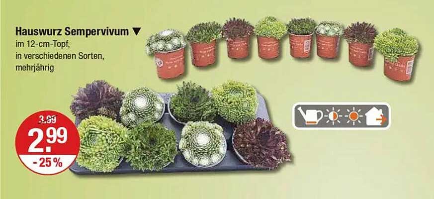 Hauswurz Sempervivum im 12-cm-Topf, in verschiedenen Sorten, mehrjährig