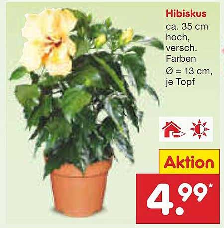 Hibiskus ca. 35 cm hoch, versch. Farben Ø 13 cm, je Topf