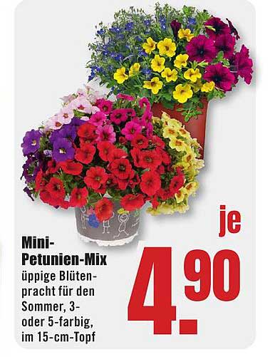Mini-Petunien-Mix - üppige Blütenpracht für den Sommer