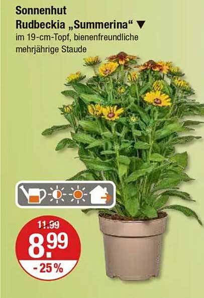 Sonnenhut Rudbeckia „Summerina“ im 19-cm-Topf, bienenfreundliche mehrjährige Staude