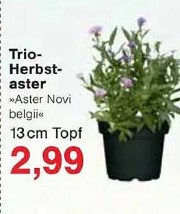 Trio-Herbstaster »Aster Novi belgii« 13 cm Topf