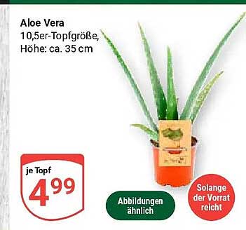 Aloe Vera