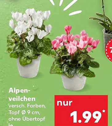 Alpen-veilchen versch. Farben, Topf Ø 9 cm, ohne Übertopf