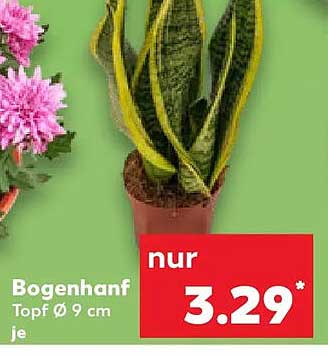 Bogenhanf Topf Ø 9 cm je