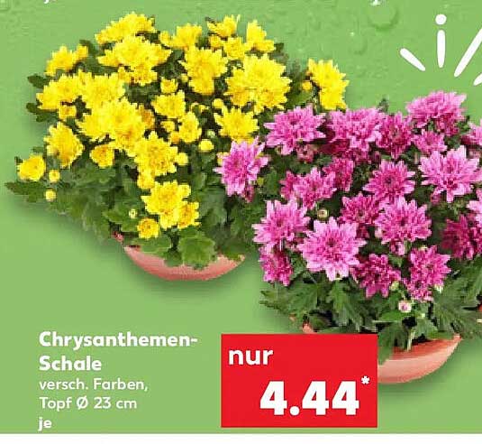 Chrysanthemen-Schale