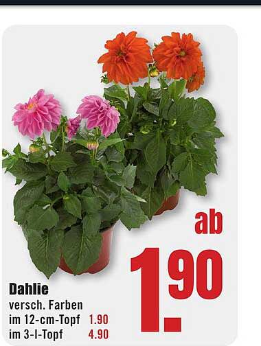 Dahlie versch. Farben im 12-cm-Topf im 3-l-Topf