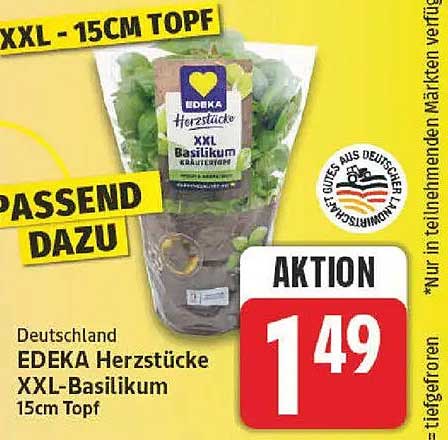 Deutschland EDEKA Herzstücke XXL-Basilikum 15cm Topf