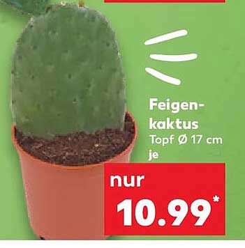 Feigenkaktus Topf Ø 17 cm je
