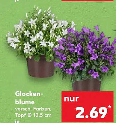 Glocken-blume versch. Farben, Topf Ø 10,5 cm