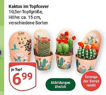 Kaktus im Topfcover