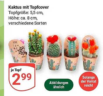 Kaktus mit Topfcover