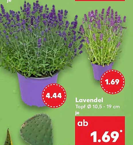 Lavendel