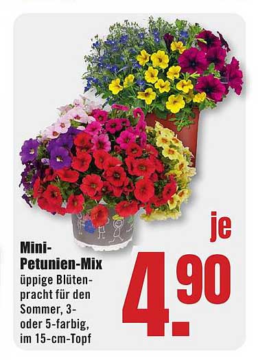 Mini-Petunien-Mix üppige Blütenpracht für den Sommer, 3- oder 5-farbig, im 15-cm-Topf