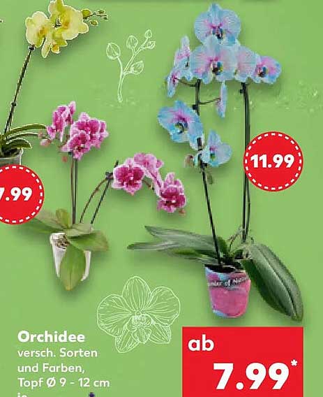 Orchidee
versch. Sorten und Farben, Topf Ø 9 - 12 cm