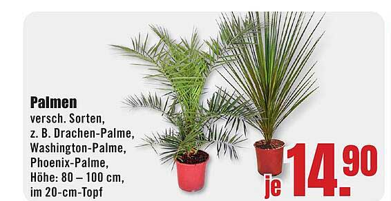 Palmen