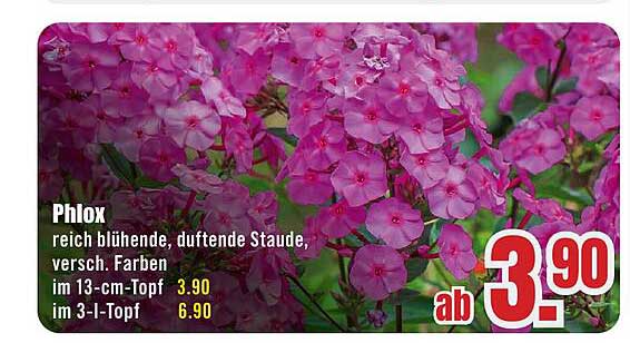 Phlox