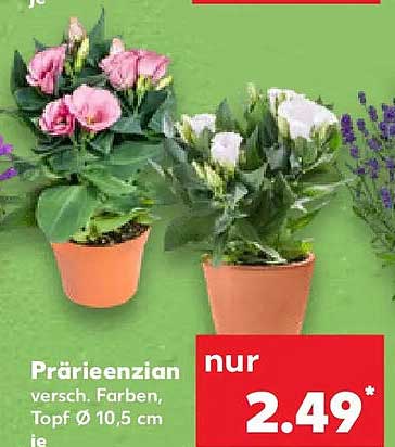 Prärienzien versch. Farben, Topf Ø 10,5 cm