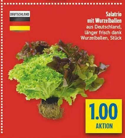 Salatrio mit Wurzelballen aus Deutschland, länger frisch dank Wurzelballen, Stück
