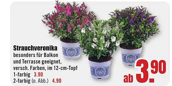 Strauchveronika besonders für Balkon und Terrasse geeignet, versch. Farben, im 12-cm-Topf 1-farbig 3.90 2-farbig (o. Abb.) 4.90