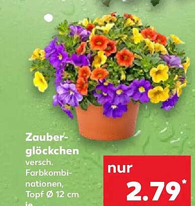 Zauber-glöckchen versch. Farbkombinationen, Topf Ø 12 cm