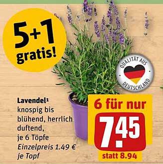 5+1 gratis! Lavendel – 6 Töpfe für nur 7,45 €