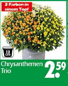 Chrysanthemen Trio