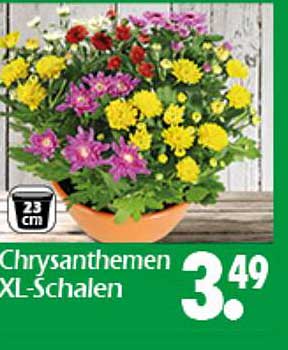 Chrysanthemen XL-Schalen