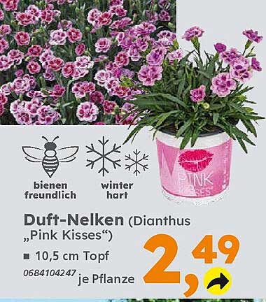Duft-Nelken (Dianthus 'Pink Kisses') 10,5 cm Topf