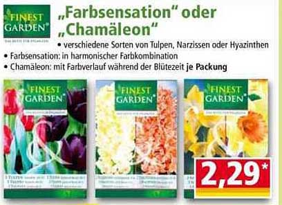 "Farbsensation" oder "Chamäleon" – Blumensamen von Finest Garden