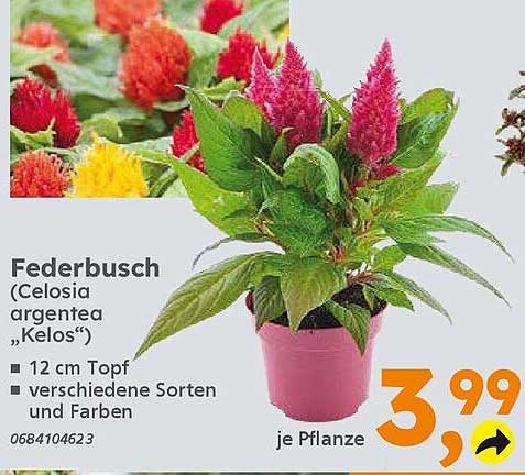 Federbusch (Celosia argentea „Kelos“) - 12 cm Topf - verschiedene Sorten und Farben