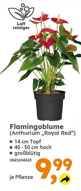 Flamingoblume (Anthurium „Royal Red“)