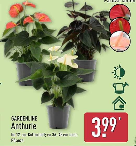 GARDENLINE Anthurie