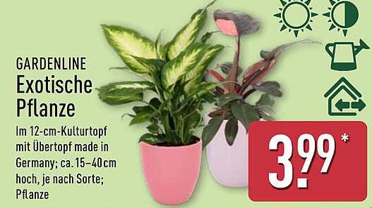 GARDENLINE Exotische Pflanze
