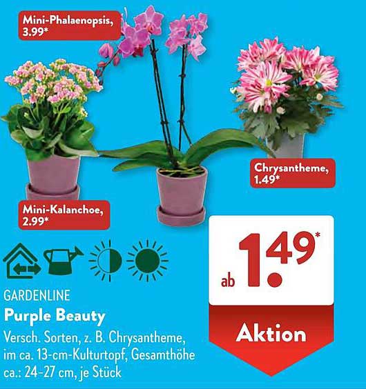 GARDENLINE Purple Beauty - Chrysantheme ab 1,49*
