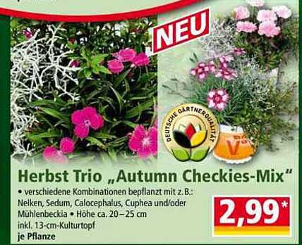 Herbst Trio „Autumn Checkies-Mix“
