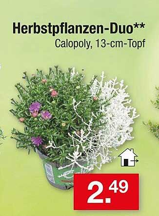Herbstpflanzen-Duo Calopoly, 13-cm-Topf
