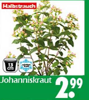 Johanniskraut im 13 cm Topf für nur 2,99 €