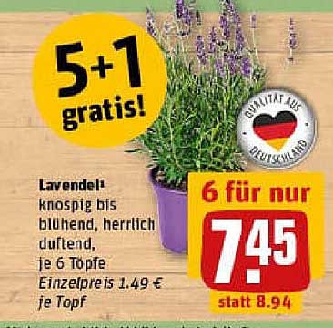 Lavendel - 5+1 gratis! 6 Töpfe für nur 7,45 €