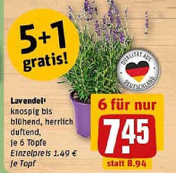 Lavendel 6 Töpfe für nur 7,45 € - 5 + 1 gratis!