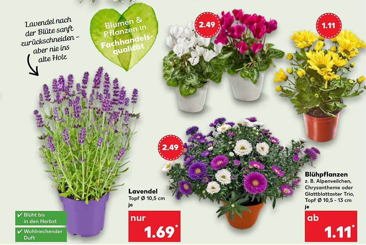 Lavendel und Blühpflanzen zu Sonderpreisen