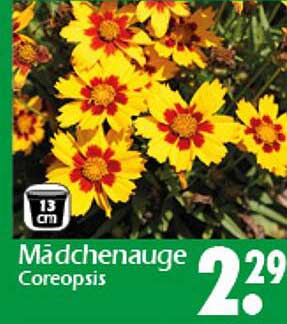 Mädchenauge (Coreopsis) - Wunderschöne blühende Staude