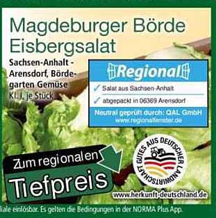 Magdeburger Börde Eisbergsalat