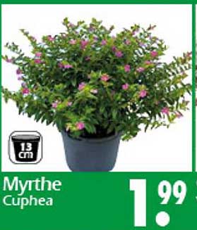 Myrthe Cuphea - Blühende Schönheit für Ihr Zuhause