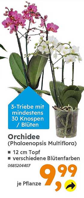 Orchidee (Phalaenopsis Multiflora) - 3-Triebe mit mindestens 30 Knospen / Blüten