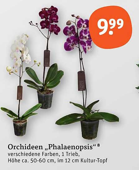 Orchideen „Phalaenopsis“ 8 verschiedene Farben, 1 Trieb, Höhe ca. 50-60 cm, im 12 cm Kultur-Topf
