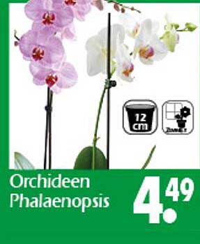 Orchideen Phalaenopsis