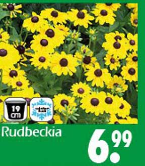 Rudbeckia – Die leuchtende Blume für Ihren Garten