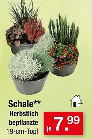 Schale** Herbstlich bepflanzte 19-cm-Topf
