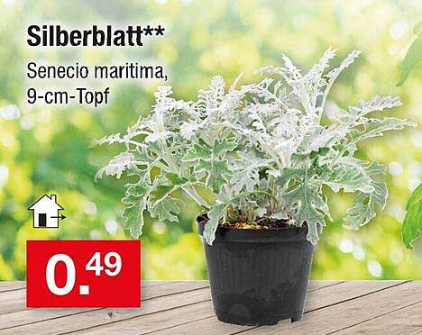 Silberblatt** Senecio maritima, 9-cm-Topf