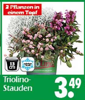 Triolino-Stauden - 3 Pflanzen in einem Topf